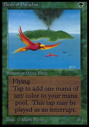 Birds of Paradise