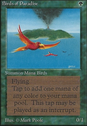 Birds of Paradise
