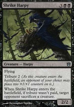 Shrike Harpy