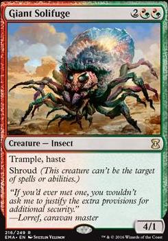 Giant Solifuge