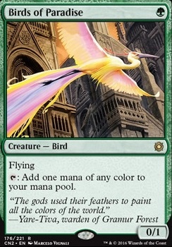 Birds of Paradise