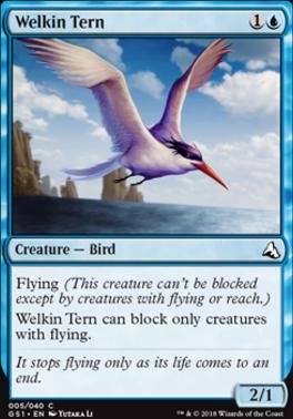 Welkin Tern