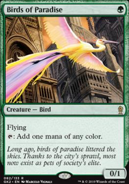 Birds of Paradise