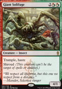 Giant Solifuge