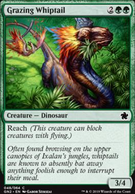 Grazing Whiptail
