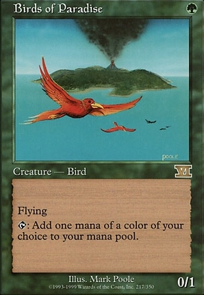 Birds of Paradise