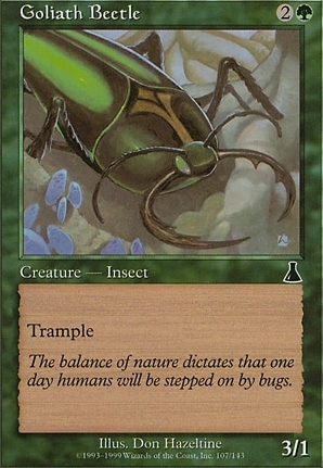 Goliath Beetle