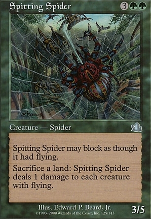 Spitting Spider