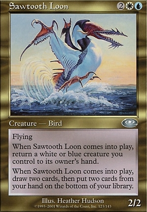 Sawtooth Loon