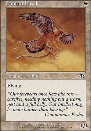 Suntail Hawk