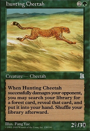 Hunting Cheetah