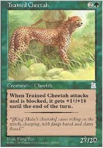 Trained Cheetah