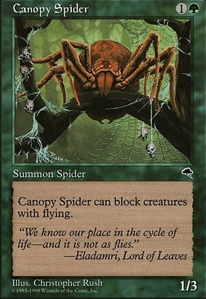 Canopy Spider